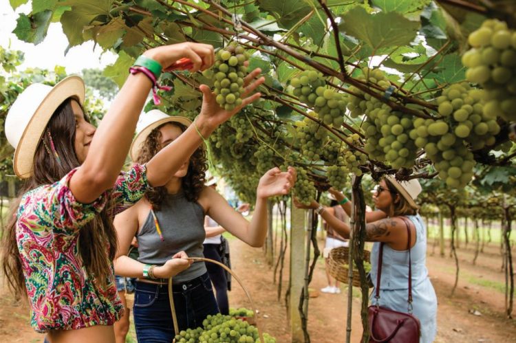 O que fazer em São Roque Melhores Passeios na Rota do Vinho 2024